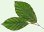 Garden Notes Newsletter