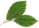beechleaf.gif - 2kb